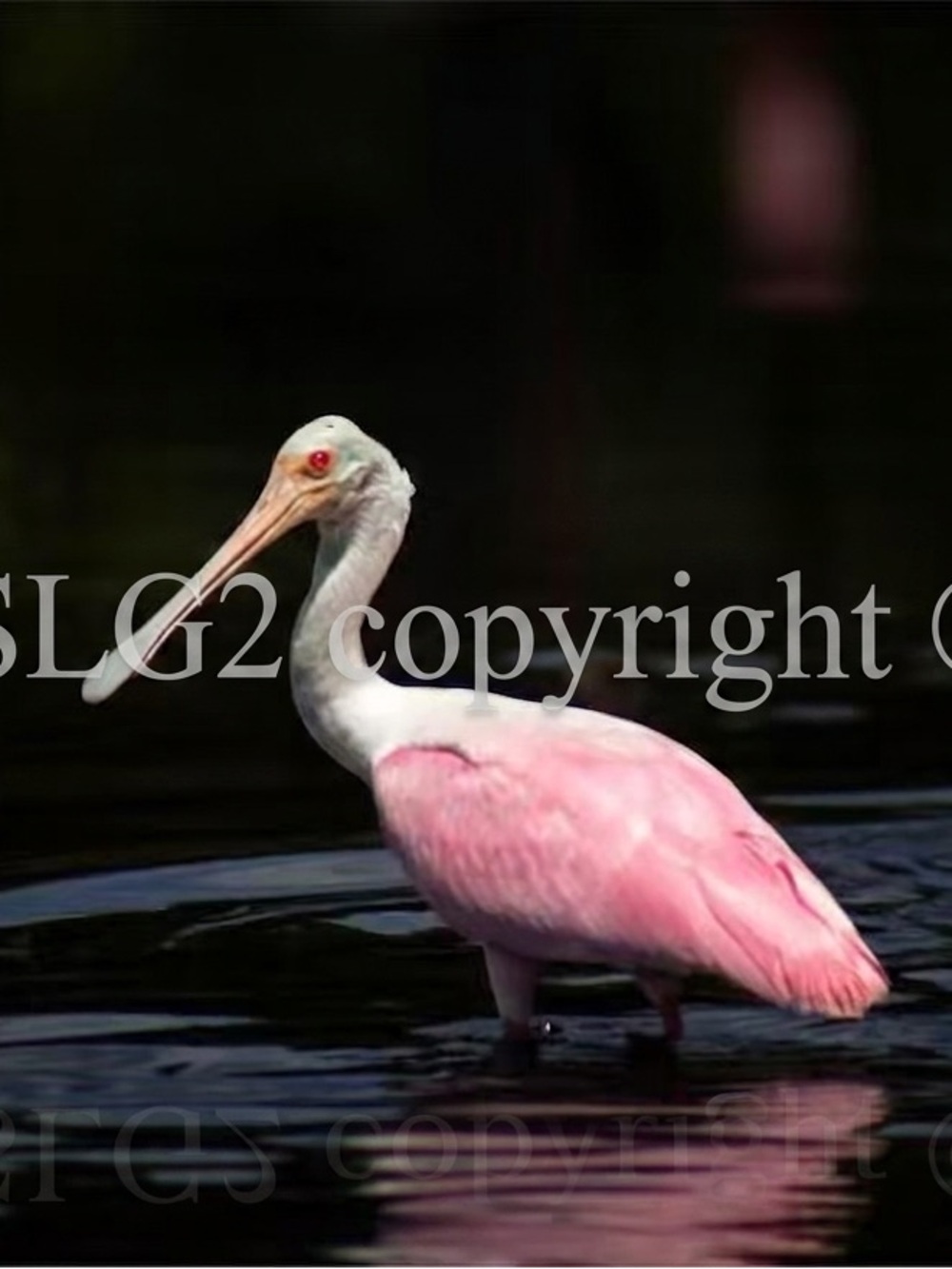 Roseate Spoonbill Florida Wildlife Art Photo Print Fine Art Photography 8x 10 P1